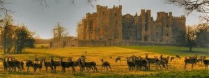 deer-at-raby-castle