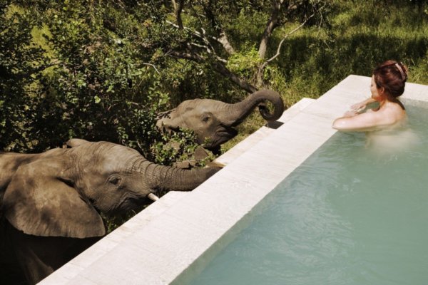 Az elefántok a hotel medencéjénél ( fotók: theroyalportfolio.com)