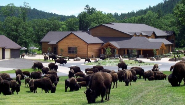 Bölények a parkban