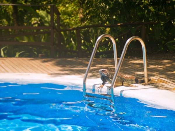 Látogató a medencénél